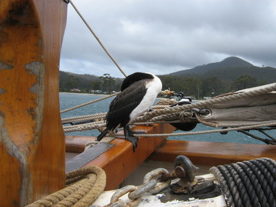 Cormorant Gives up